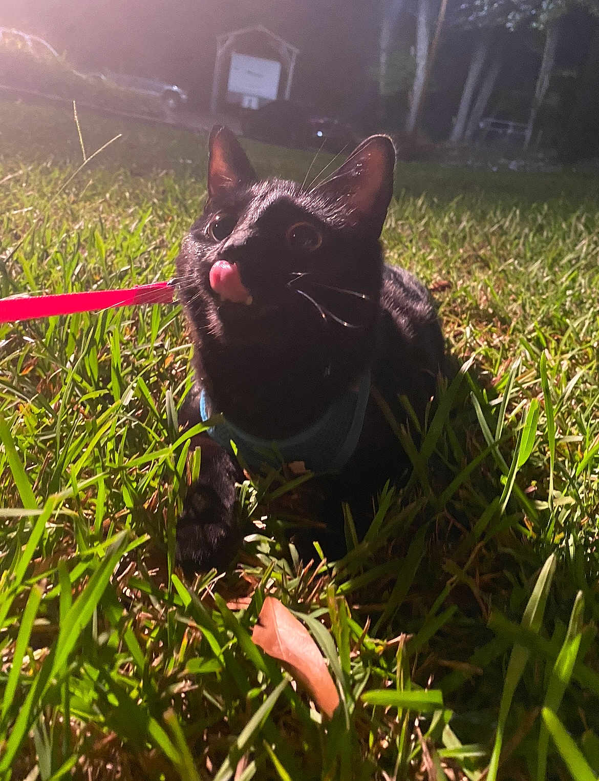 June is registered to the contest to win money with this photo: cat, black_cat, grass, night, leash, harness, outdoor, animal, pet, tongue_out, playful, closeup, whiskers, ears, eyes, nature, mammal, grass_blades, dark_background, field