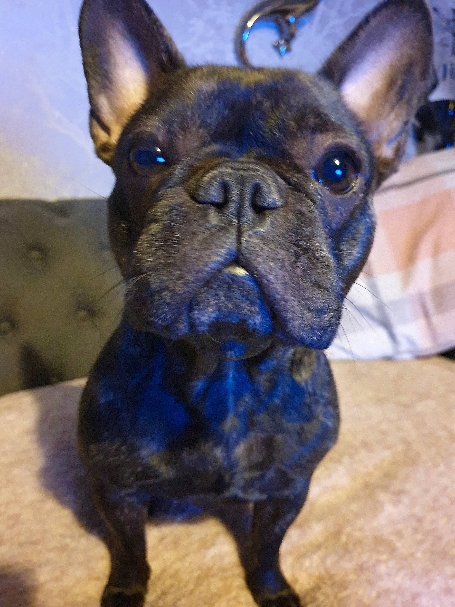 Kara is registered to the contest to win money with this photo: ancient_dog_breeds, boston_terrier, bulldog, canidae, carnivore, companion_dog, dog, dog_breed, dog_collar, fawn, french_bulldog, mammal, molosser, non_sporting_group, rare_breed_dog, snout, toy_bulldog, toy_dog, vertebrate, whiskers