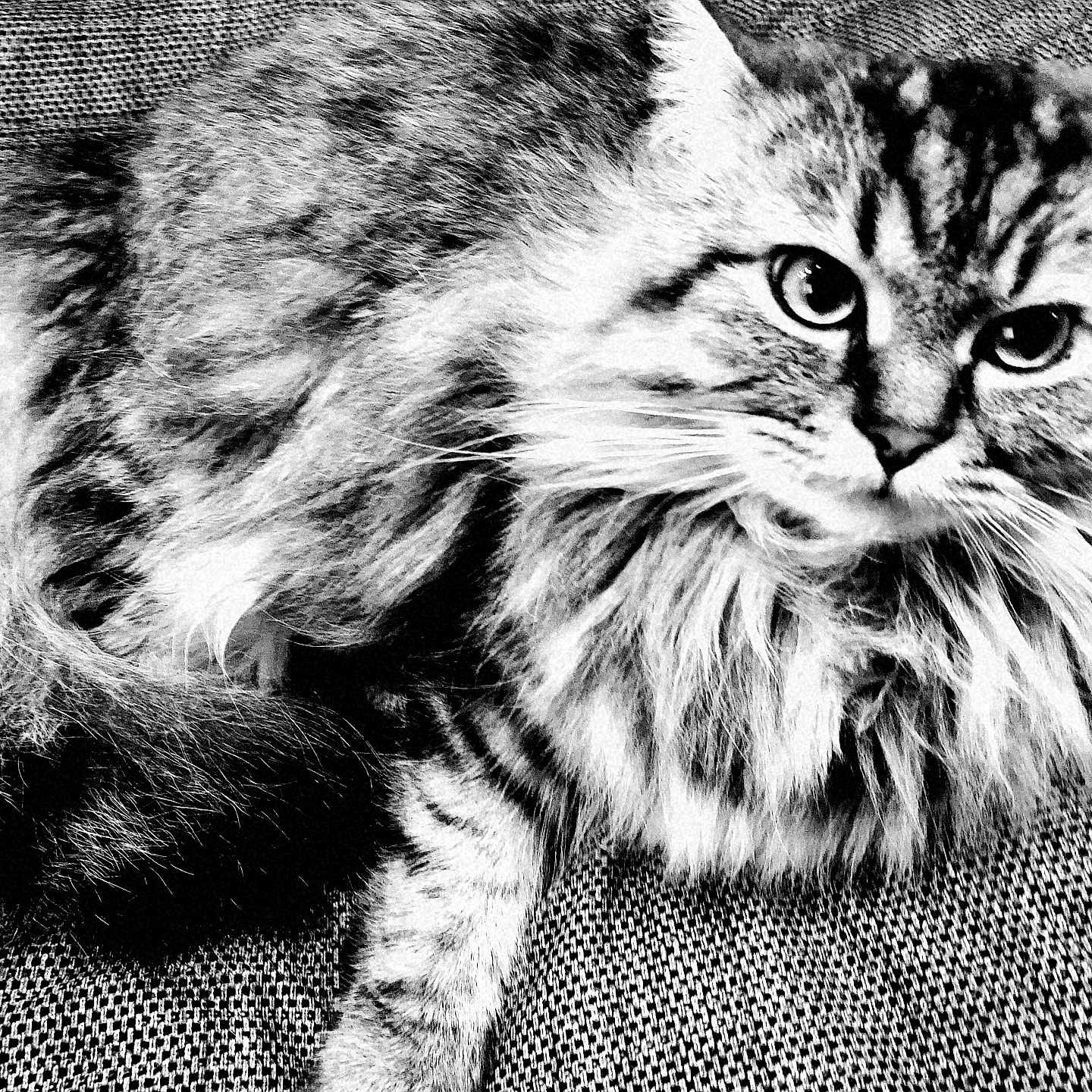 Nidgy participe au concours pour gagner de l'argent avec cette photo : animal, black_and_white, cat, close_up, cute, eyes, face, feline, fluffy, fur, indoor, long_hair, mammal, pet, portrait, relaxed, sitting, striped, texture, whiskers