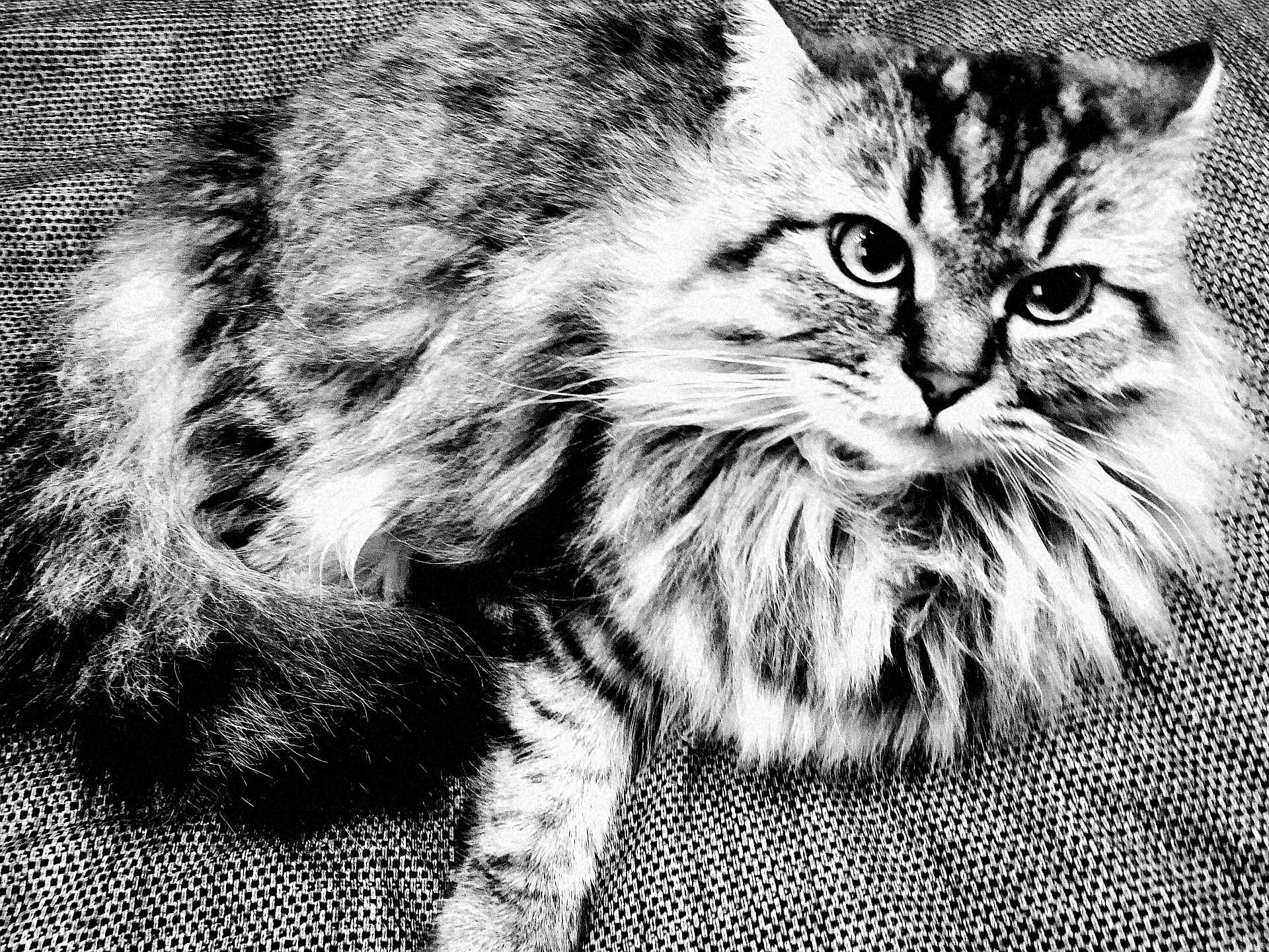 Nidgy participe au concours pour gagner de l'argent avec cette photo : animal, black_and_white, cat, close_up, cute, eyes, face, feline, fluffy, fur, indoor, long_hair, mammal, pet, portrait, relaxed, sitting, striped, texture, whiskers