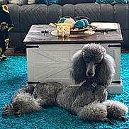 Jax is registered to the contest to win money with this photo: dog, poodle, standard_poodle, gray_poodle, pet, indoor, living_room, coffee_table, teal_rug, shag_rug, candle, decorative_bowl, couch, throw_pillows, home_decor, relaxed_pose, fluffy_fur, groomed, collar, portrait