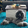 dog, poodle, standard_poodle, gray_poodle, pet, indoor, living_room, coffee_table, teal_rug, shag_rug, candle, decorative_bowl, couch, throw_pillows, home_decor, relaxed_pose, fluffy_fur, groomed, collar, portrait