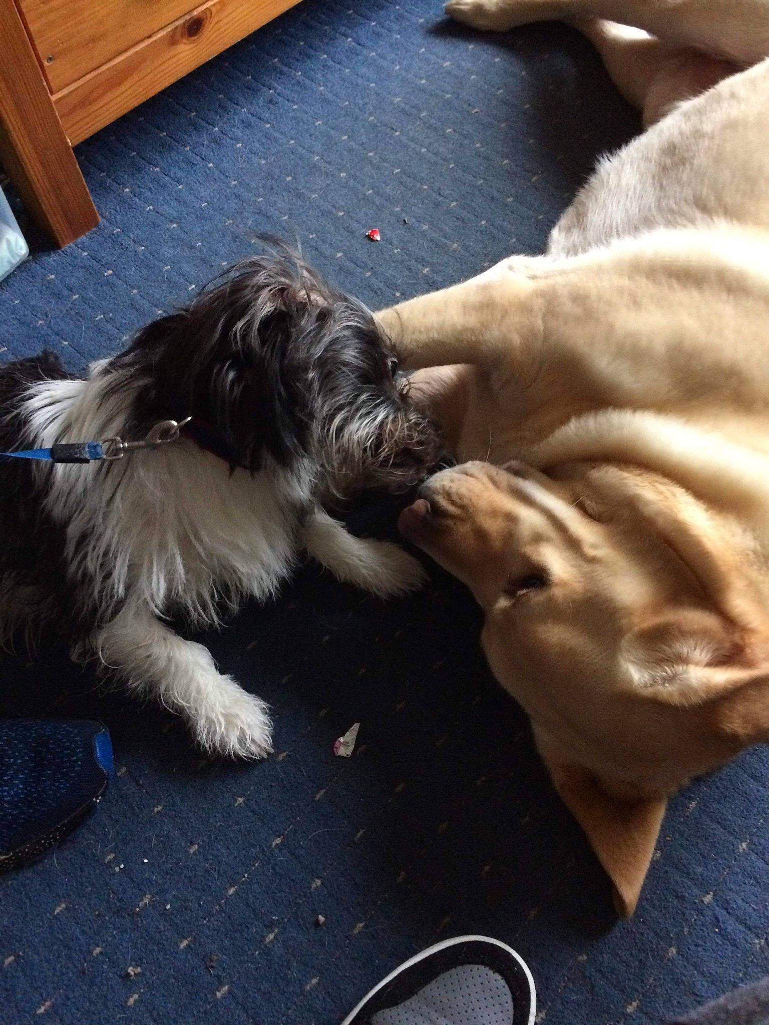 Oscar joined the competition — help win amazing prizes! canidae, carnivore, companion_dog, dog, dog_breed, ear, floor, havanese, lhasa_apso, miniature_schnauzer, non_sporting_group, puppy, schnauzer, schnoodle, shih_tzu, sporting_group, tibetan_terrier