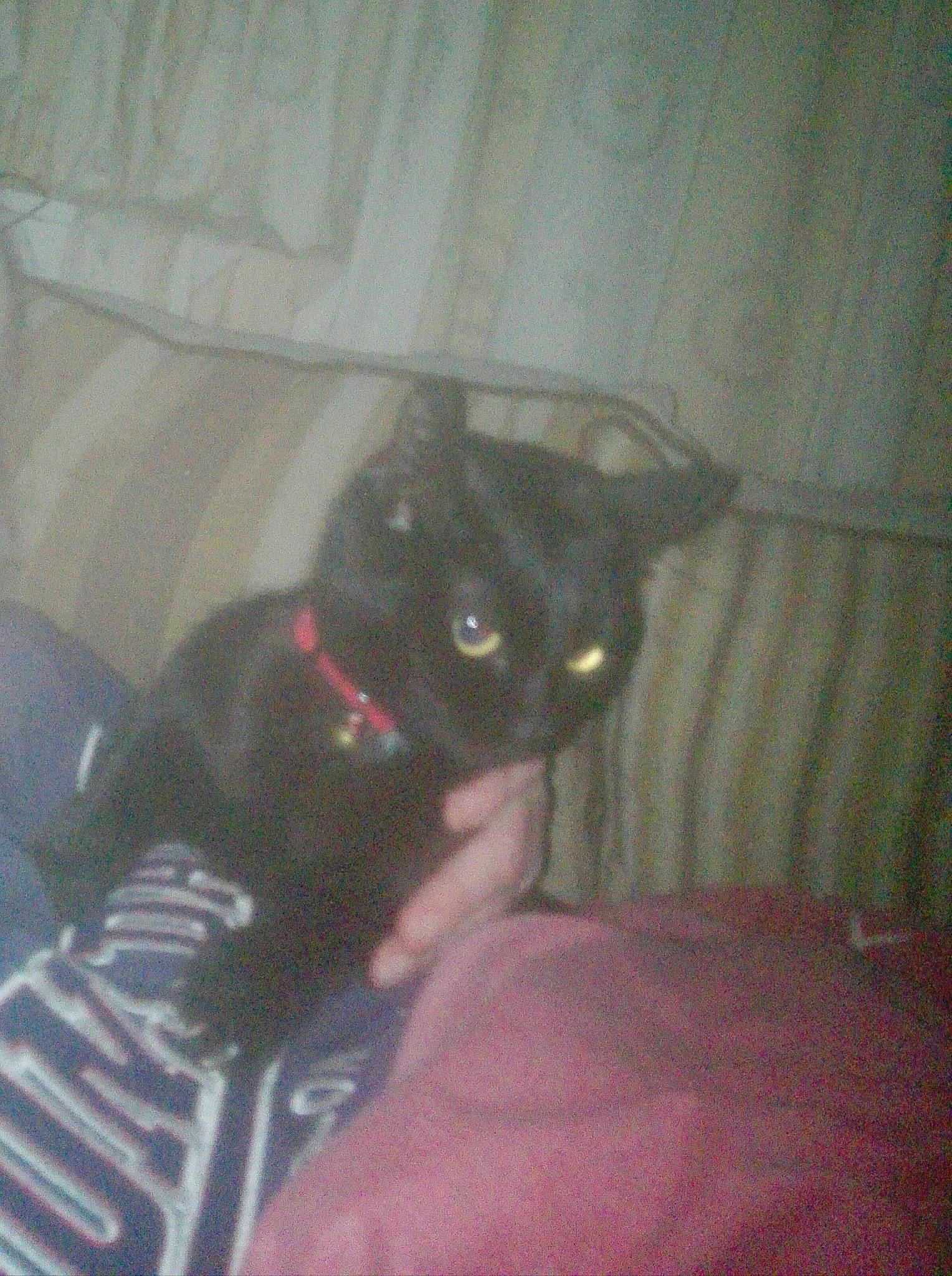 Shadow is registered to the contest to win money with this photo: black_cat, bombay, carnivore, cat, domestic_short_haired_cat, felidae, small_to_medium_sized_cats, tail, whiskers