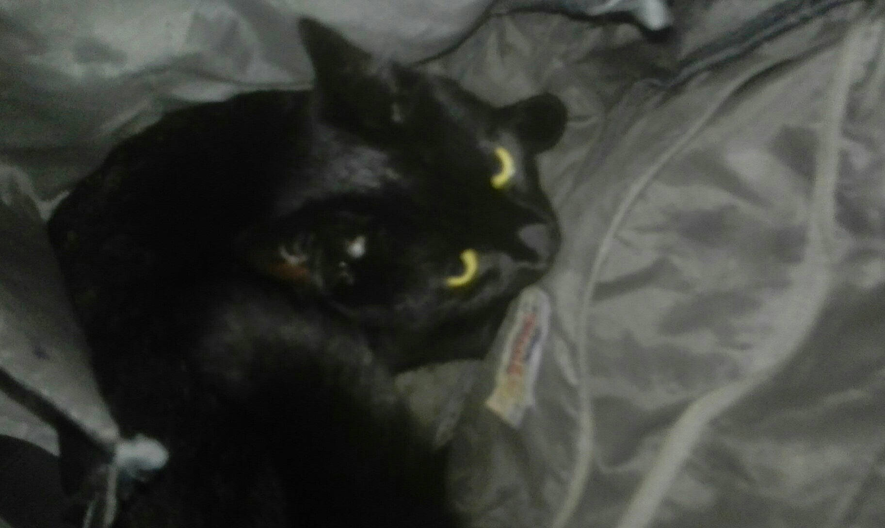 Shadow is registered to the contest to win money with this photo: black, black_and_white, black_cat, bombay, british_shorthair, carnivore, cat, domestic_short_haired_cat, eye, felidae, small_to_medium_sized_cats, snout, whiskers