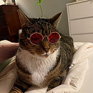 Kiwi is registered to the contest to win money with this photo: cat, tabby_cat, pet, animal, sunglasses, red_glasses, bed, bedroom, bedding, white_blanket, indoor, portrait, close_up, sitting, striped_fur, white_chest, whiskers, ears, funny, plant_sprout