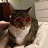 cat, tabby_cat, pet, animal, sunglasses, red_glasses, bed, bedroom, bedding, white_blanket, indoor, portrait, close_up, sitting, striped_fur, white_chest, whiskers, ears, funny, plant_sprout