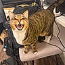 cat, tabby_cat, standing, open_mouth, vocalizing, teeth, whiskers, green_eyes, striped_fur, white_chest, white_paws, tail_up, chair, indoor, music_equipment, dj_controller, bags, cables, wooden_floor, funny_expression