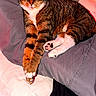 cat, tabby_cat, sleeping, relaxed, bed, bedding, pillow, blanket, paw, toe_beans, whiskers, ears, striped_fur, brown_fur, white_chest, indoor, bedroom, pet, resting, portrait