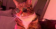 Kiwi joined the competition — help win amazing prizes! cat, tabby, sunglasses, pet, animal, portrait, sitting, indoor, neon_lighting, pink_lighting, dramatic_lighting, whiskers, fur, striped_fur, ears, paws, bedroom, mirror, furniture, funny