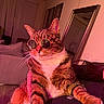 cat, tabby, sunglasses, pet, animal, portrait, sitting, indoor, neon_lighting, pink_lighting, dramatic_lighting, whiskers, fur, striped_fur, ears, paws, bedroom, mirror, furniture, funny