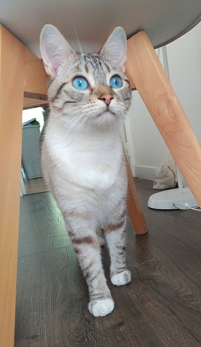 Roky a rejoint le concours — aidez-le/la à gagner de superbes lots ! carnivore, cat, comfort, domestic_short_haired_cat, fawn, felidae, flooring, foot, fur, hardwood, paw, sitting, small_to_medium_sized_cats, tail, terrestrial_animal, whiskers, wood