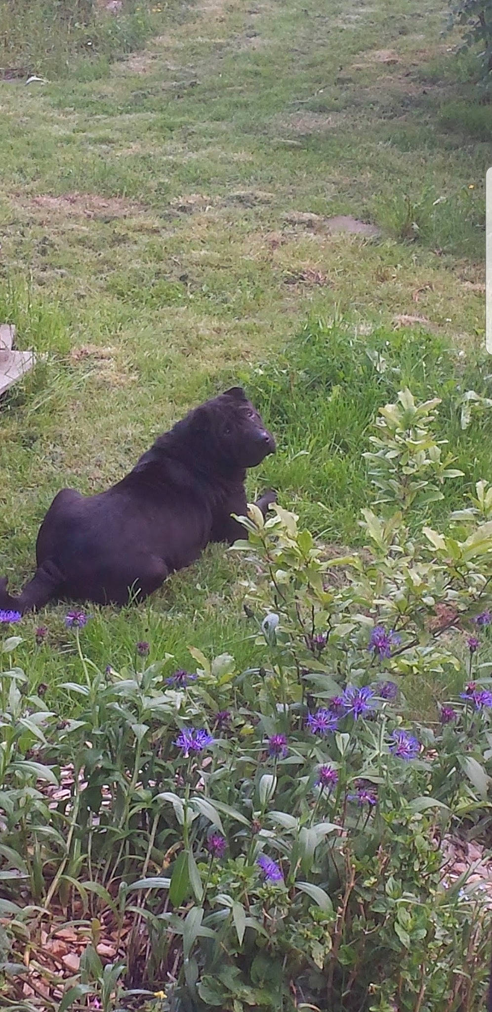 Sheyenne a rejoint le concours — aidez-le/la à gagner de superbes lots ! canidae, carnivore, dog, dog_breed, flower, grass, plant, puppy, schipperke, sporting_group