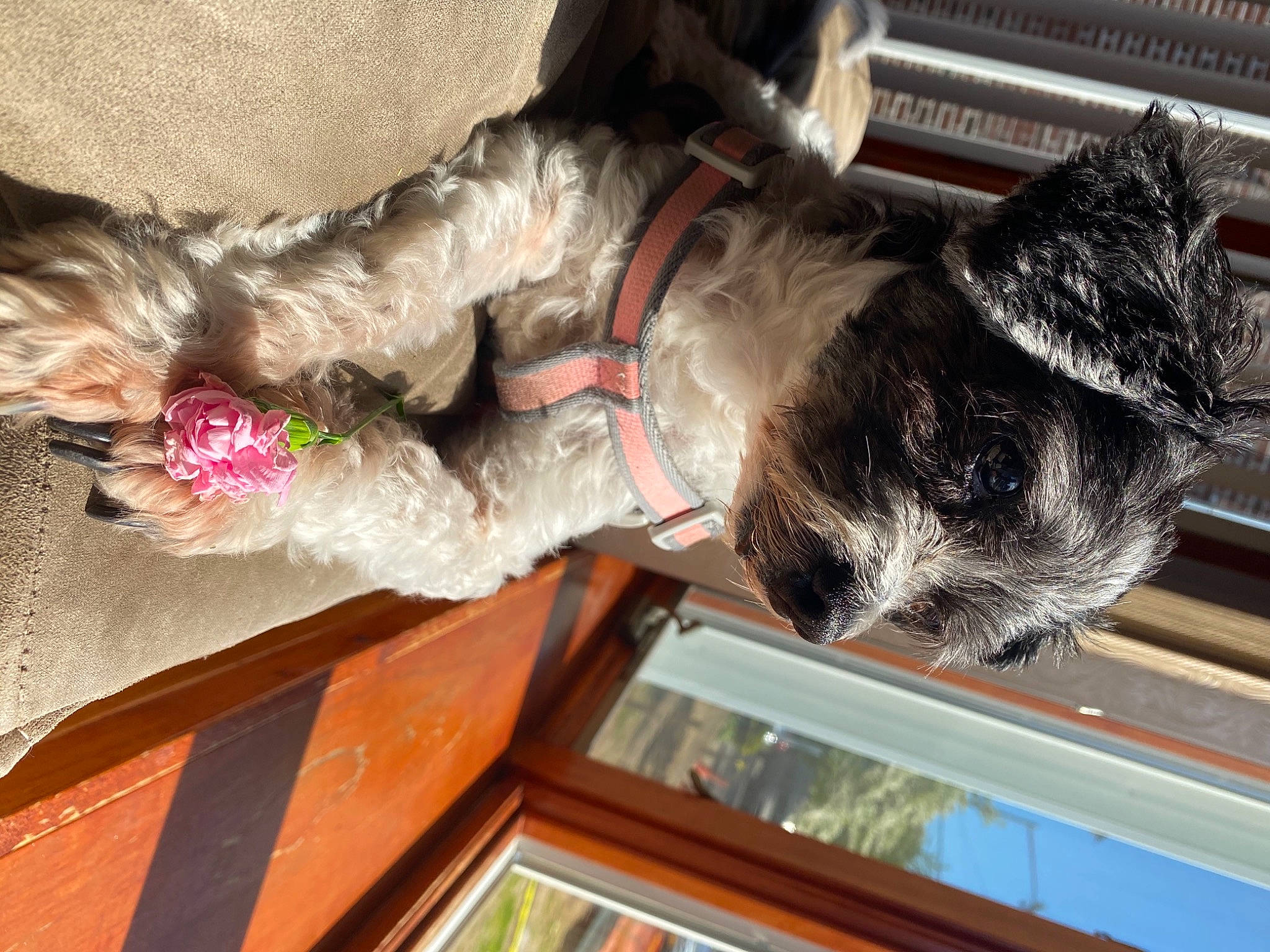 Lula is registered to the contest to win money with this photo: canidae, carnivore, collar, companion_dog, dog, dog_breed, event, felidae, fur, mammal, schnauzer, sporting_group, tail, vertebrate, window, wood