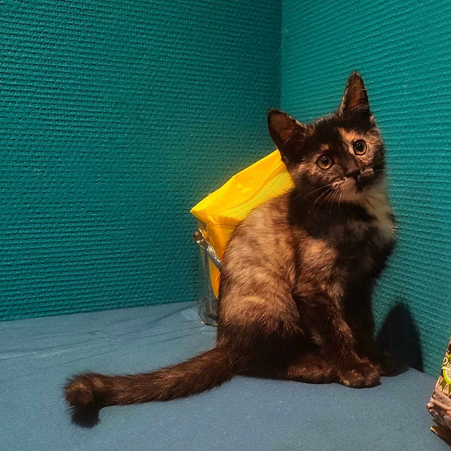 Kleoa