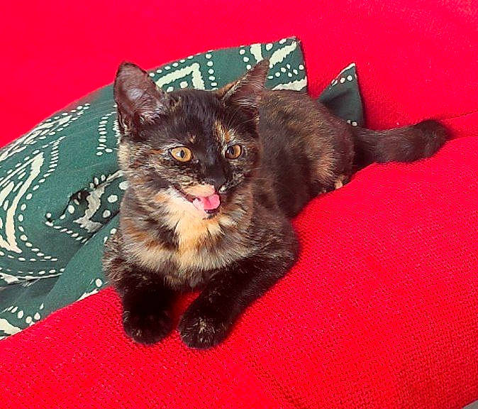 Kleo participe au concours pour gagner de l'argent avec cette photo : black_cat, carnivore, cat, cat_supply, claw, comfort, domestic_short_haired_cat, fawn, felidae, fur, paw, plant, sitting, small_to_medium_sized_cats, snout, tail, whiskers