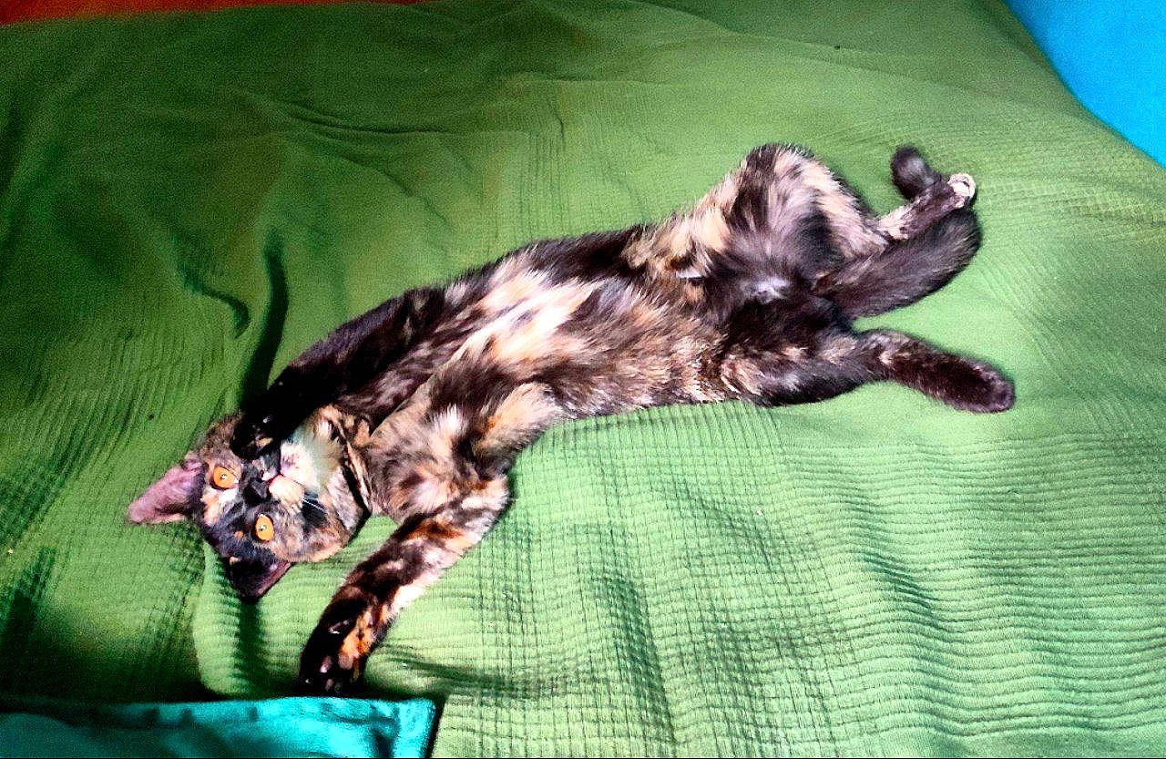 Kleo a rejoint le concours — aidez-le/la à gagner de superbes lots ! canidae, carnivore, claw, comfort, companion_dog, dog_breed, domestic_short_haired_cat, fawn, felidae, fur, green, linens, liver, nap, paw, small_to_medium_sized_cats, sporting_group, tail, terrestrial_animal, whiskers