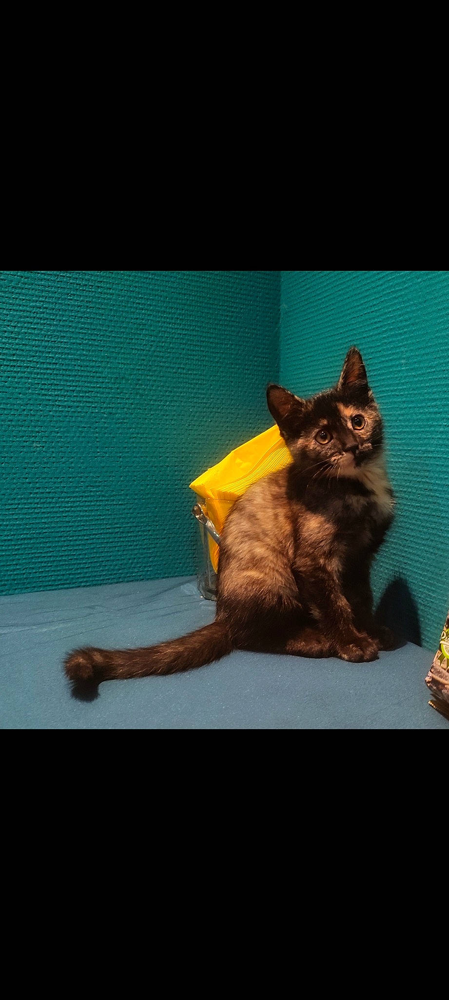 Kleo participe au concours pour gagner de l'argent avec cette photo : black_cat, canidae, carnivore, cat, cat_supply, domestic_short_haired_cat, fawn, felidae, flooring, fur, paw, pet_supply, rectangle, sitting, small_to_medium_sized_cats, table, tail, whiskers, window, wood