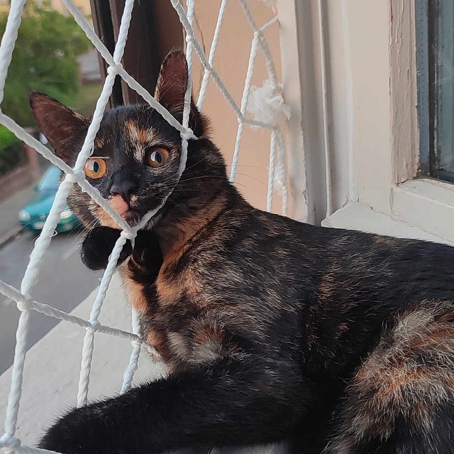 Kleo