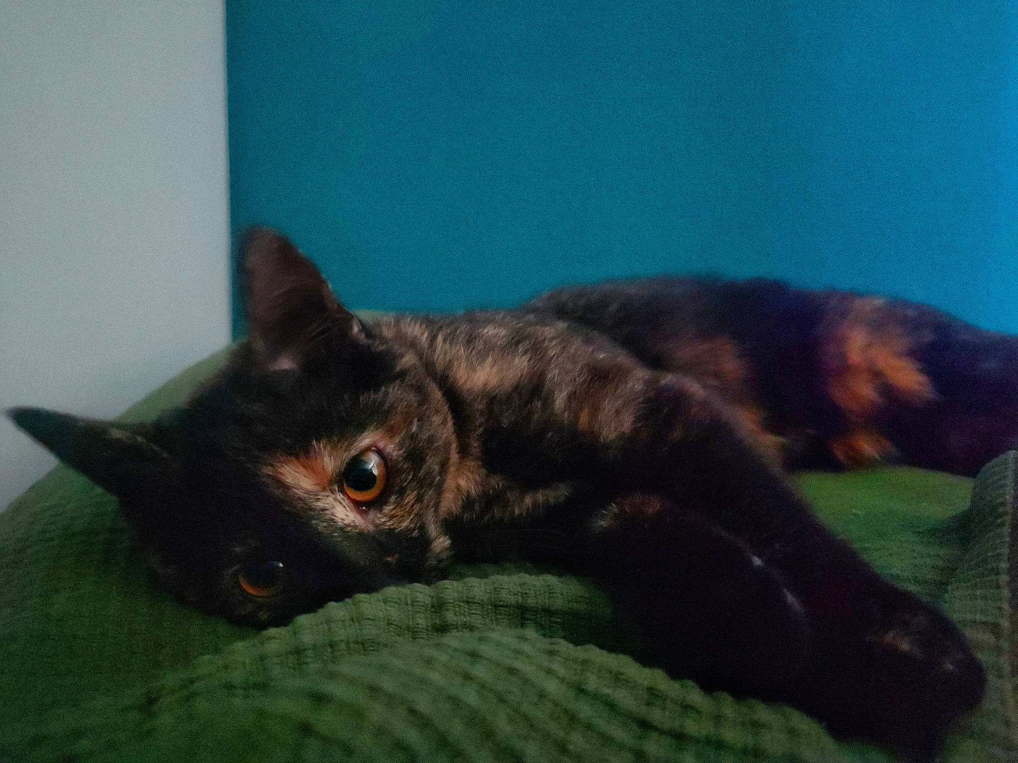 Kleo a rejoint le concours — aidez-le/la à gagner de superbes lots ! black_cat, bombay, carnivore, cat, comfort, domestic_short_haired_cat, ear, felidae, fur, havana_brown, small_to_medium_sized_cats, snout, terrestrial_animal, whiskers