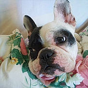 Gipsy participe au concours pour gagner de l'argent avec cette photo :