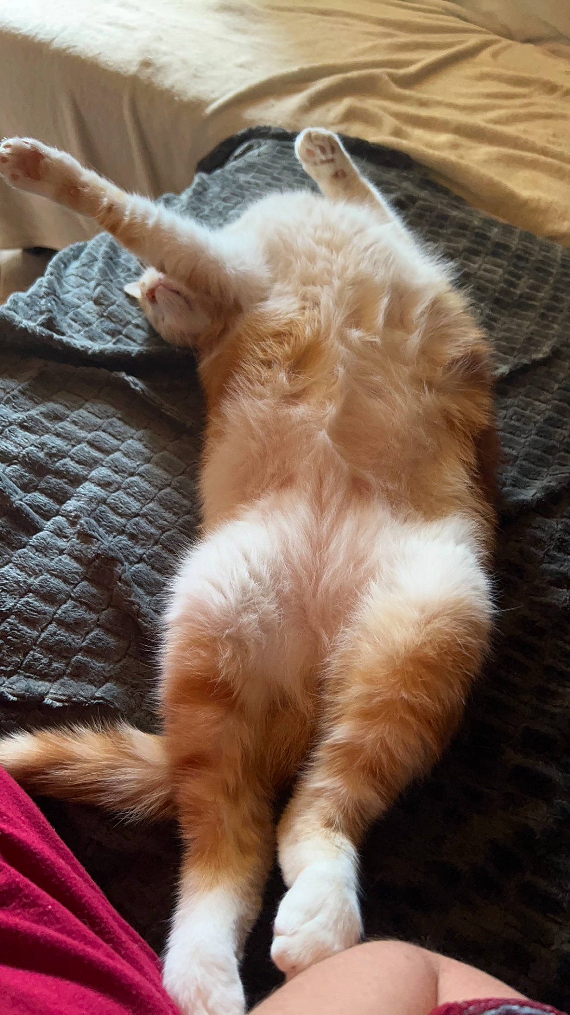 Sunny participe au concours pour gagner de l'argent avec cette photo : carnivore, cat, claw, comfort, domestic_short_haired_cat, fawn, felidae, fur, human_leg, paw, small_to_medium_sized_cats, snout, tail, terrestrial_animal, whiskers, window, wood