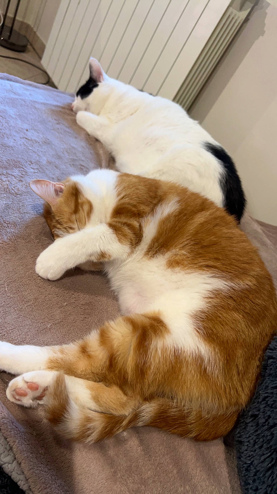 Sunny participe au concours pour gagner de l'argent avec cette photo : carnivore, cat, claw, comfort, companion_dog, fawn, felidae, flooring, foot, fur, hardwood, paw, small_to_medium_sized_cats, tail, terrestrial_animal, whiskers, wood