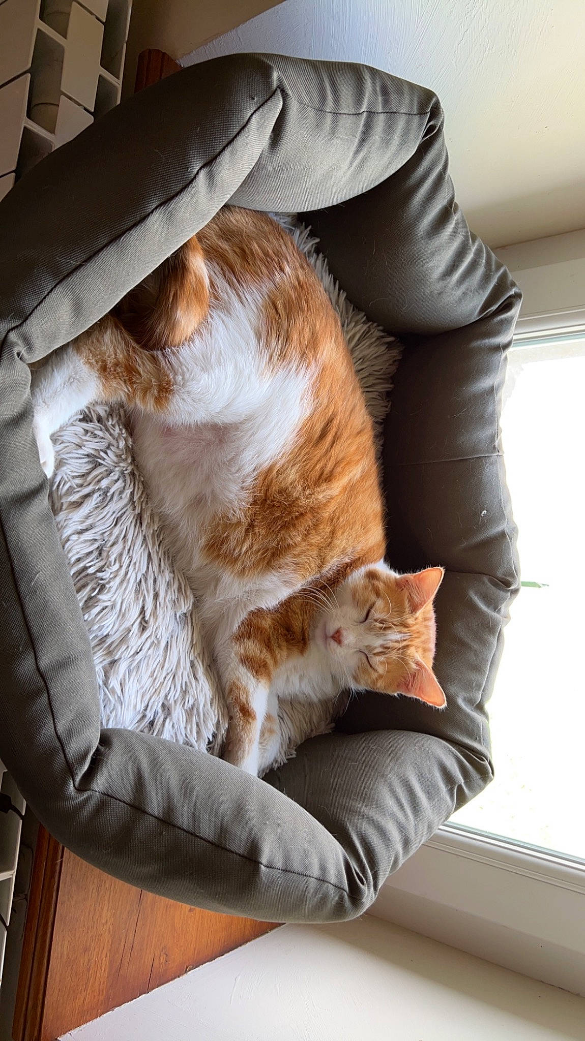 Sunny a rejoint le concours — aidez-le/la à gagner de superbes lots ! carnivore, cat, chair, comfort, companion_dog, couch, domestic_short_haired_cat, fawn, felidae, fur, human_leg, lap, leg, plant, small_to_medium_sized_cats, tail, textile, whiskers, window, wood