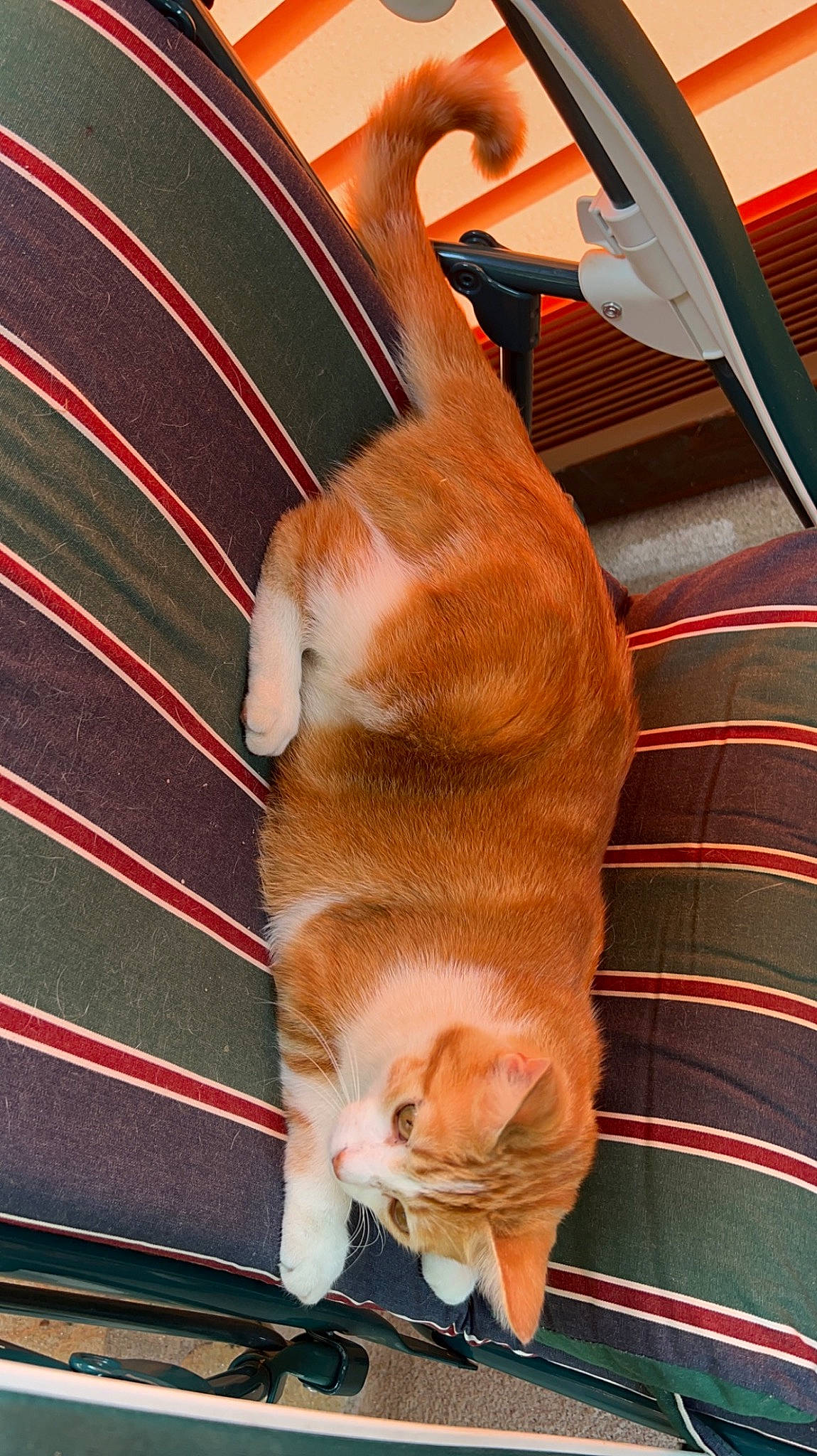 Sunny a rejoint le concours — aidez-le/la à gagner de superbes lots ! canidae, carnivore, cat, comfort, companion_dog, couch, dog_breed, domestic_short_haired_cat, fawn, felidae, flooring, fur, orange, paw, small_to_medium_sized_cats, snout, tail, textile, whiskers, wood