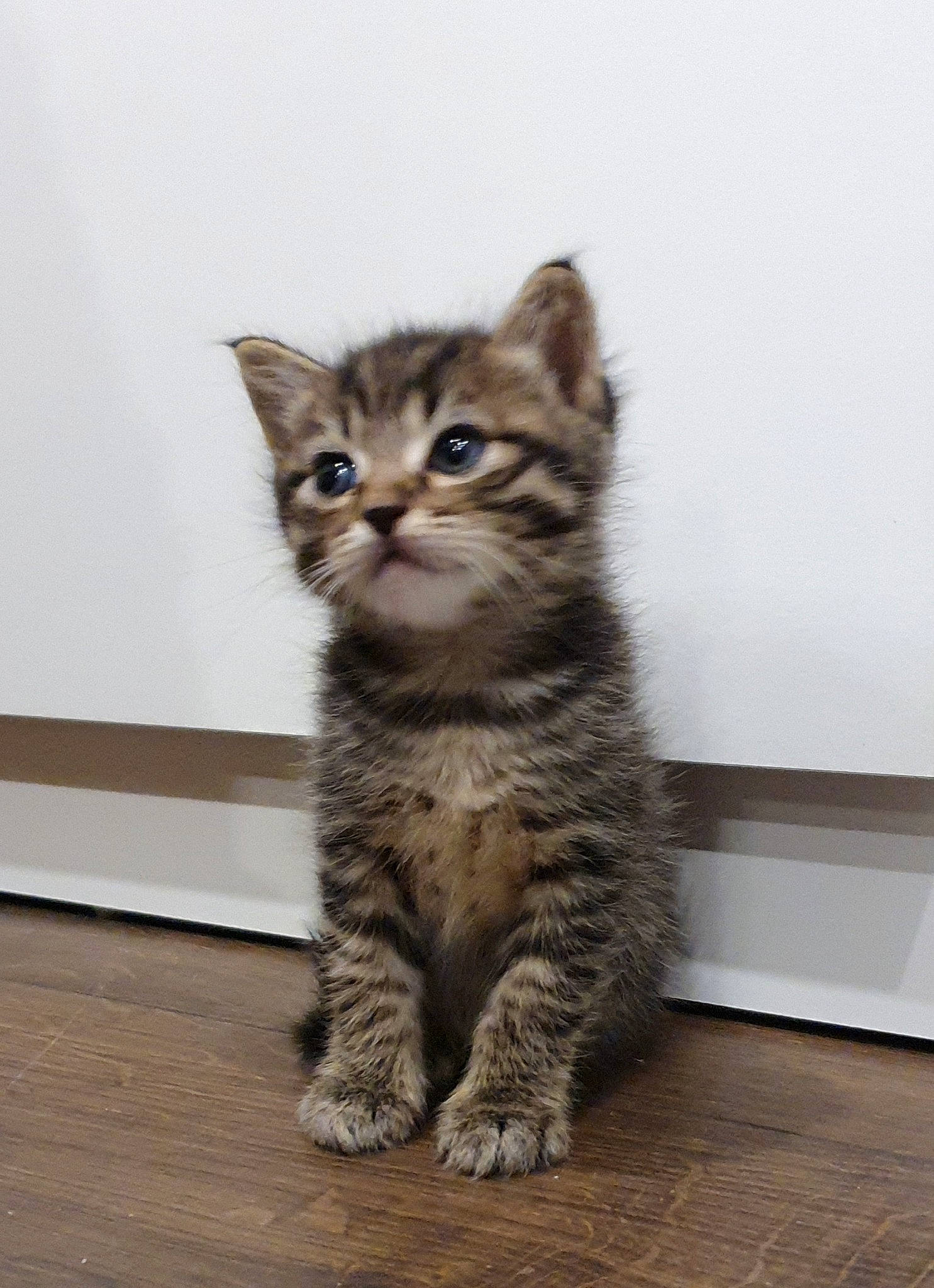 Niagara a rejoint le concours — aidez-le/la à gagner de superbes lots ! carnivore, cat, claw, domestic_short_haired_cat, eye, fawn, felidae, flooring, fur, hardwood, paw, sitting, small_to_medium_sized_cats, snout, tail, terrestrial_animal, whiskers, wildlife, wood, wood_flooring