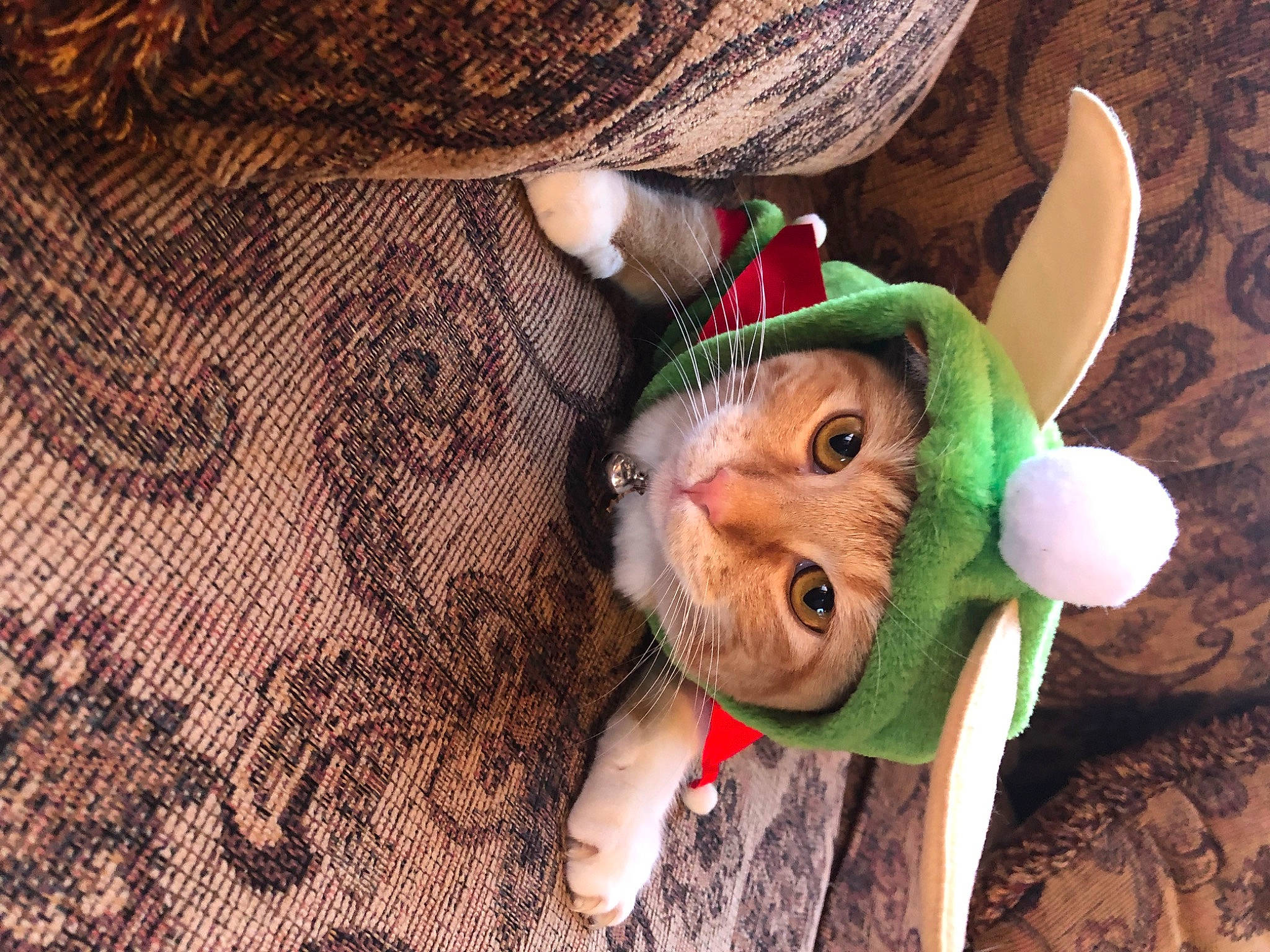 Ducky is registered to the contest to win money with this photo: cat, christmas_ornament, costume_hat, doll, eyelash, fashion_accessory, fawn, felidae, fur, hat, holiday_ornament, ornament, plush, small_to_medium_sized_cats, snout, stuffed_toy, toy, whiskers, wood, wool
