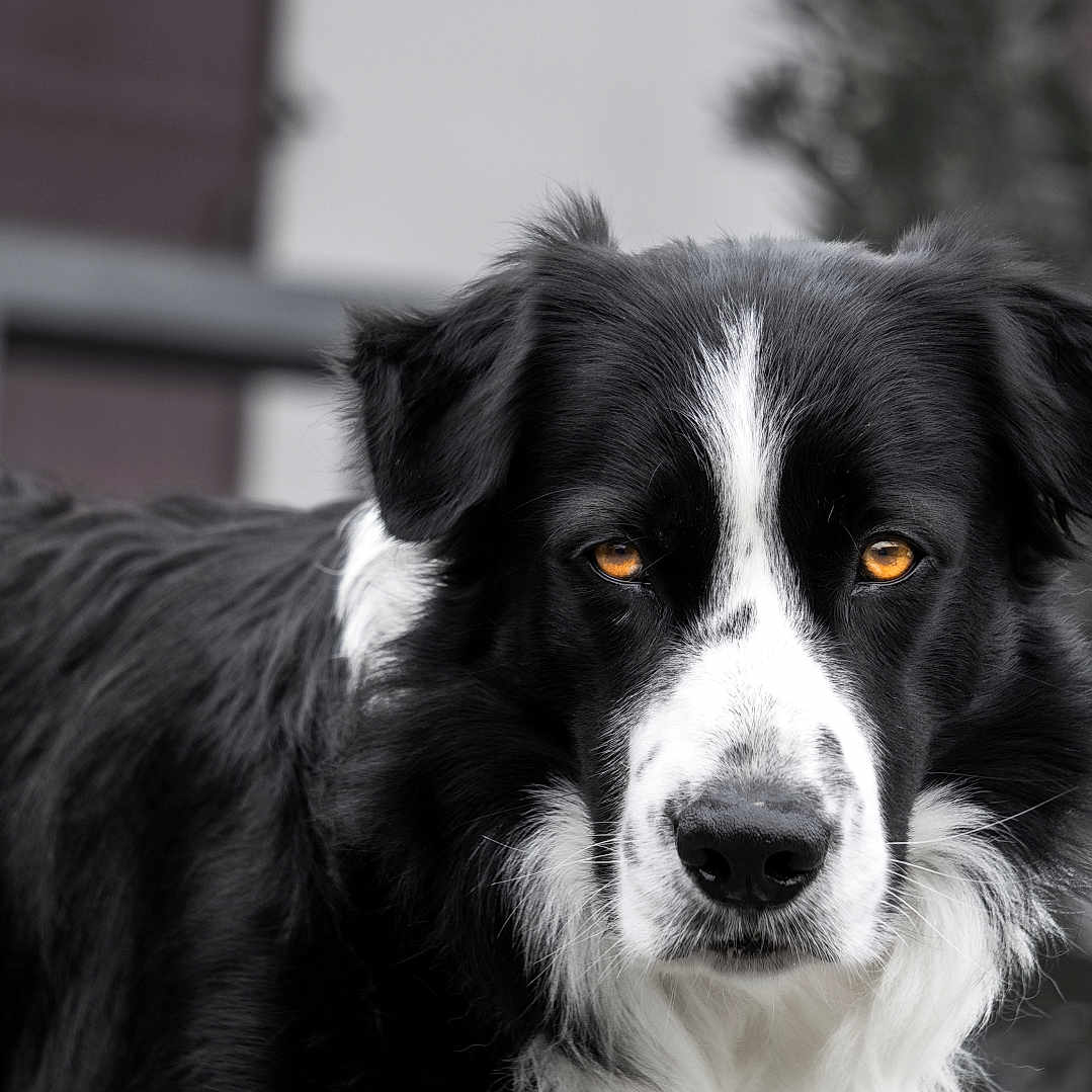 Oréo participe au concours pour gagner de l'argent avec cette photo : alert, animal, background_blur, black, canine, closeup, dog, ears, eyes, face, fur, muzzle, nature, nose, outdoor, pet, portrait, watchful, whiskers, white