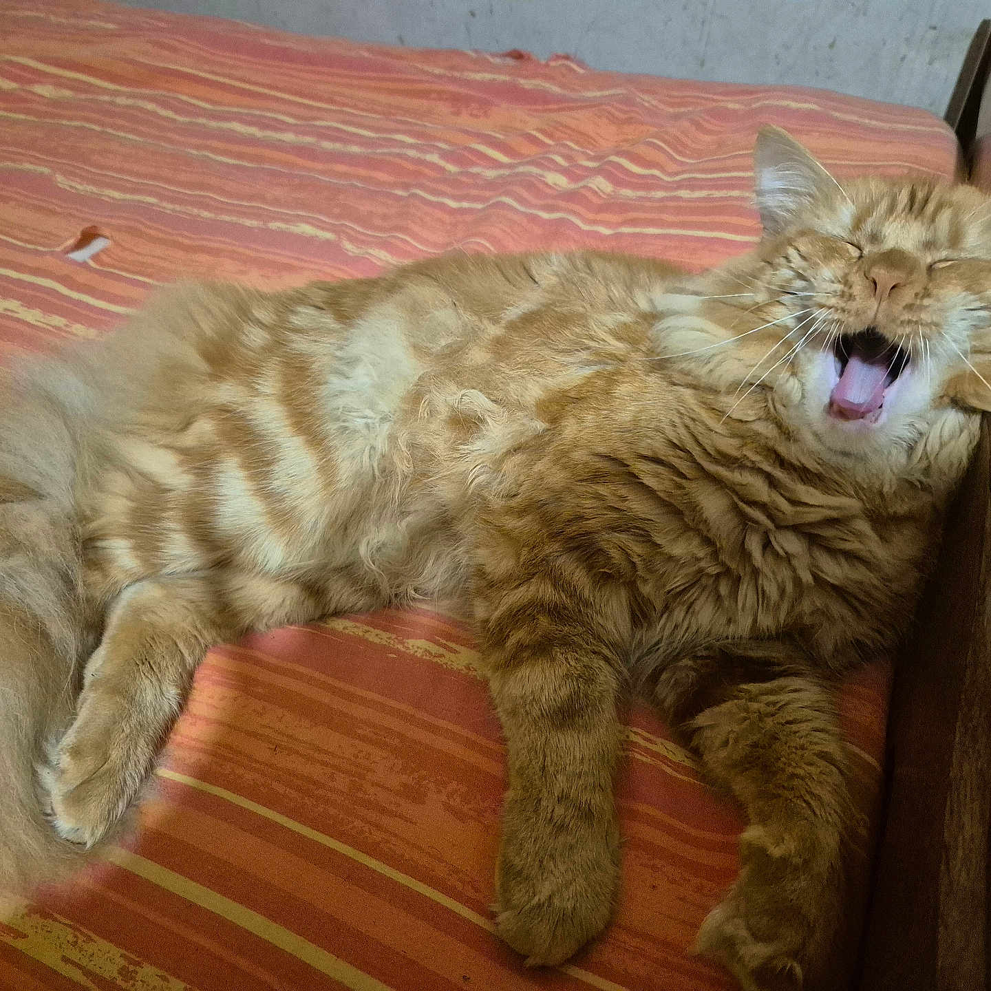 Garfield participe au concours pour gagner de l'argent avec cette photo : abyssinian, animal, bed, bodypart, cat, chair, couch, furniture, hardwood, indoors, interiordesign, kitten, manx, mouth, person, pet, plywood, table, teeth, wood