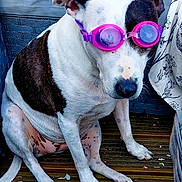 Shadow joined the competition — help win amazing prizes! dog, goggles, pet, animal, white, brown_spots, wooden_deck, sitting, playful, outdoor, wicker, blue_cushion, close_up, canine, domestic_animal, fur, ears, paws, nostrils, snout