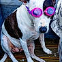 dog, goggles, pet, animal, white, brown_spots, wooden_deck, sitting, playful, outdoor, wicker, blue_cushion, close_up, canine, domestic_animal, fur, ears, paws, nostrils, snout