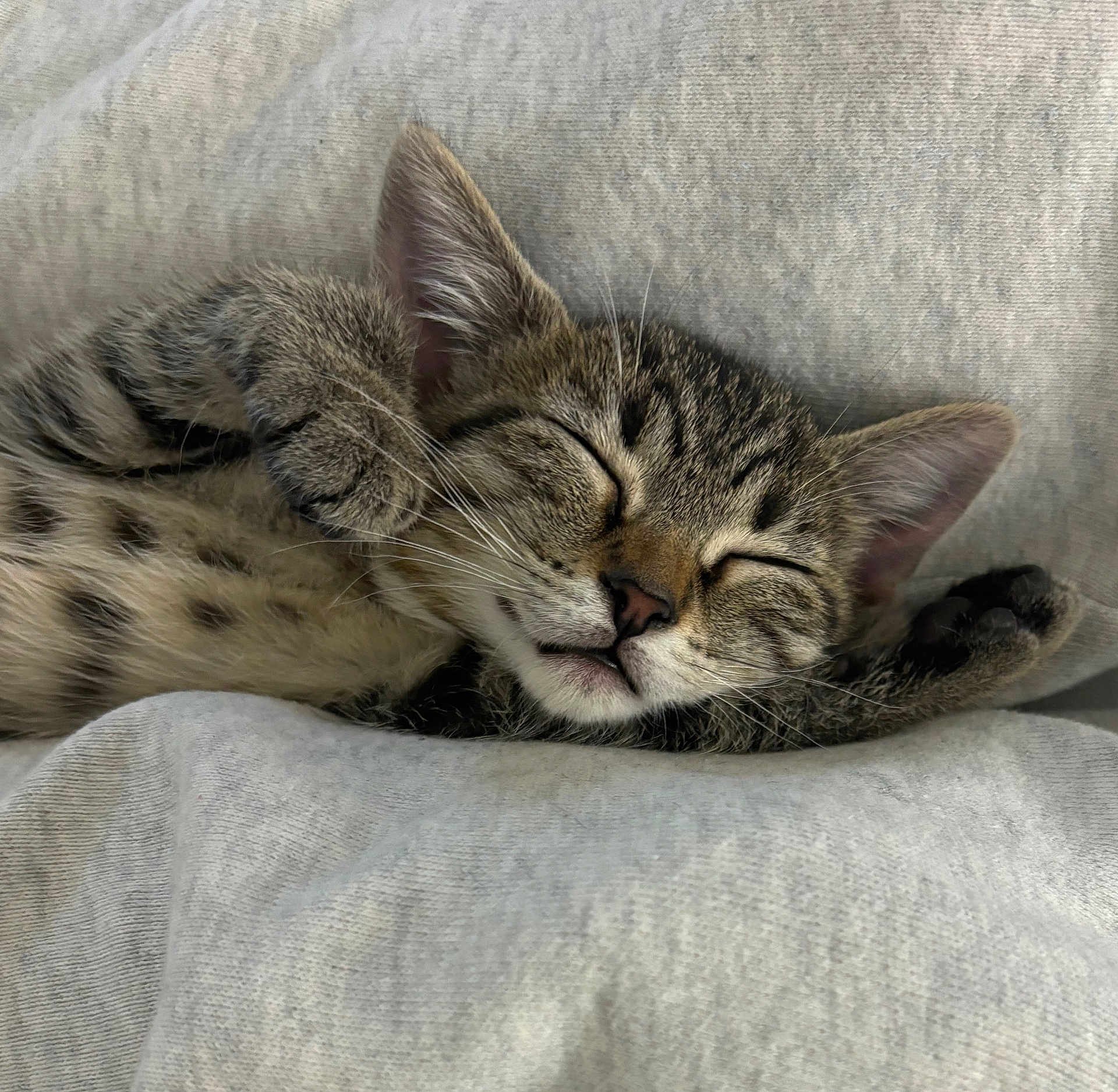 Phoebe is registered to the contest to win money with this photo: kitten, cat, sleeping, tabby, paw, whiskers, fur, cute, pet, animal, cozy, resting, closeup, face, soft, blanket, gray, adorable, nap, domestic_cat