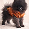 animal, black_fur, button_nose, coat, cute, dark_eyes, dog, fluffy, fur, indoors, orange_jacket, pet, pomeranian, portrait, puppy, small_dog, soft_background, soft_texture, standing, studio