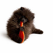 Winny a rejoint le concours — aidez-le/la à gagner de superbes lots ! dog, puppy, pomeranian, fluffy, black_fur, brush, chewing, white_background, studio_shot, pet, animal, cute, small, portrait, isolated, playful, paw, fuzzy, grooming, young