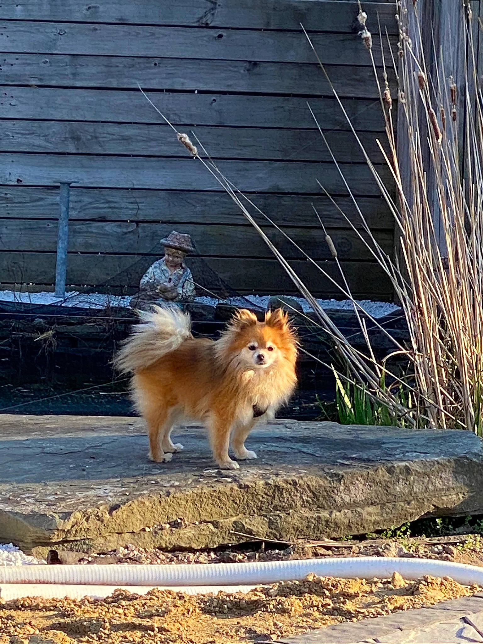 Chippy is registered to the contest to win money with this photo: canidae, carnivore, collie, companion_dog, dog, dog_breed, fawn, finnish_spitz, fur, german_spitz, german_spitz_mittel, grass_family, mammal, non_sporting_group, pomeranian, rough_collie, scotch_collie, shetland_sheepdog, spitz, sporting_group