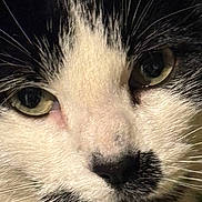 Sparky is registered to the contest to win money with this photo: cat, close_up, face, black_and_white, whiskers, fur, eyes, pet, animal, portrait, muzzle, cute, indoor, feline, mustache, nose, looking, expression, detail, soft