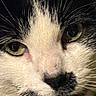 cat, close_up, face, black_and_white, whiskers, fur, eyes, pet, animal, portrait, muzzle, cute, indoor, feline, mustache, nose, looking, expression, detail, soft