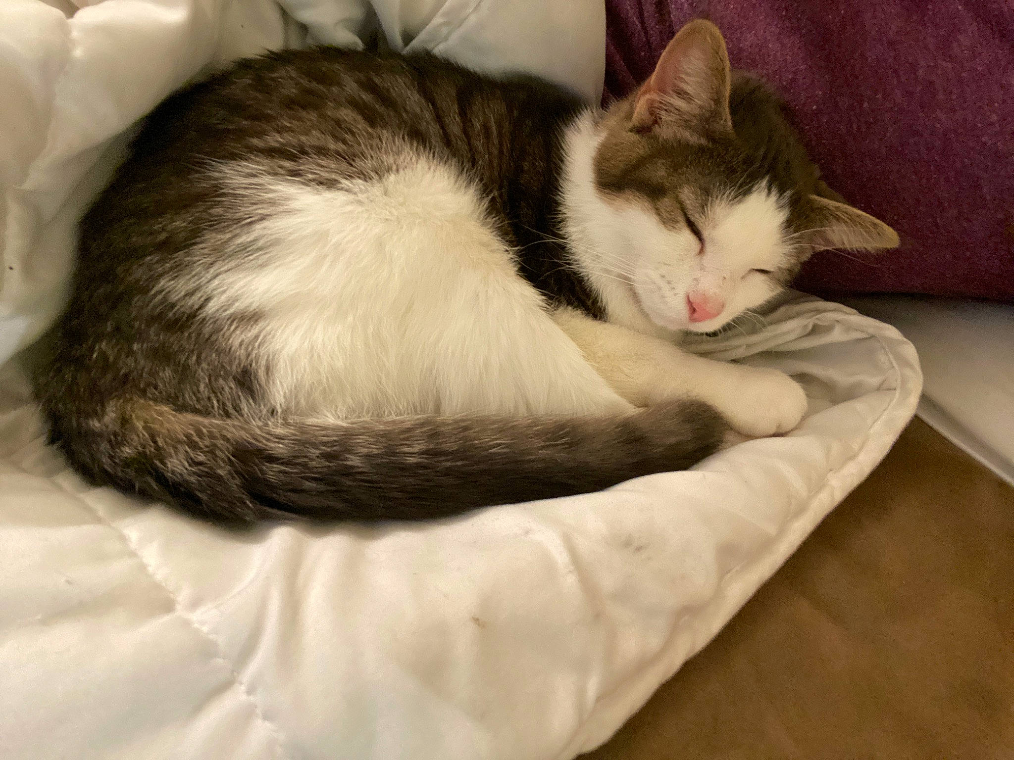 Karen is registered to the contest to win money with this photo: aegean_cat, american_wirehair, asian, carnivore, cat, cat_bed, comfort, domestic_short_haired_cat, ear, european_shorthair, felidae, fur, kitten, mammal, nap, paw, sleep, small_to_medium_sized_cats, tail, whiskers