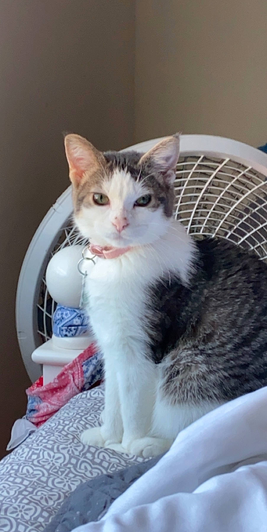 Karen is registered to the contest to win money with this photo: aegean_cat, american_wirehair, asian, carnivore, cat, domestic_short_haired_cat, european_shorthair, felidae, kitten, mammal, norwegian_forest_cat, ojos_azules, polydactyl_cat, small_to_medium_sized_cats, tail, turkish_angora, turkish_van, whiskers