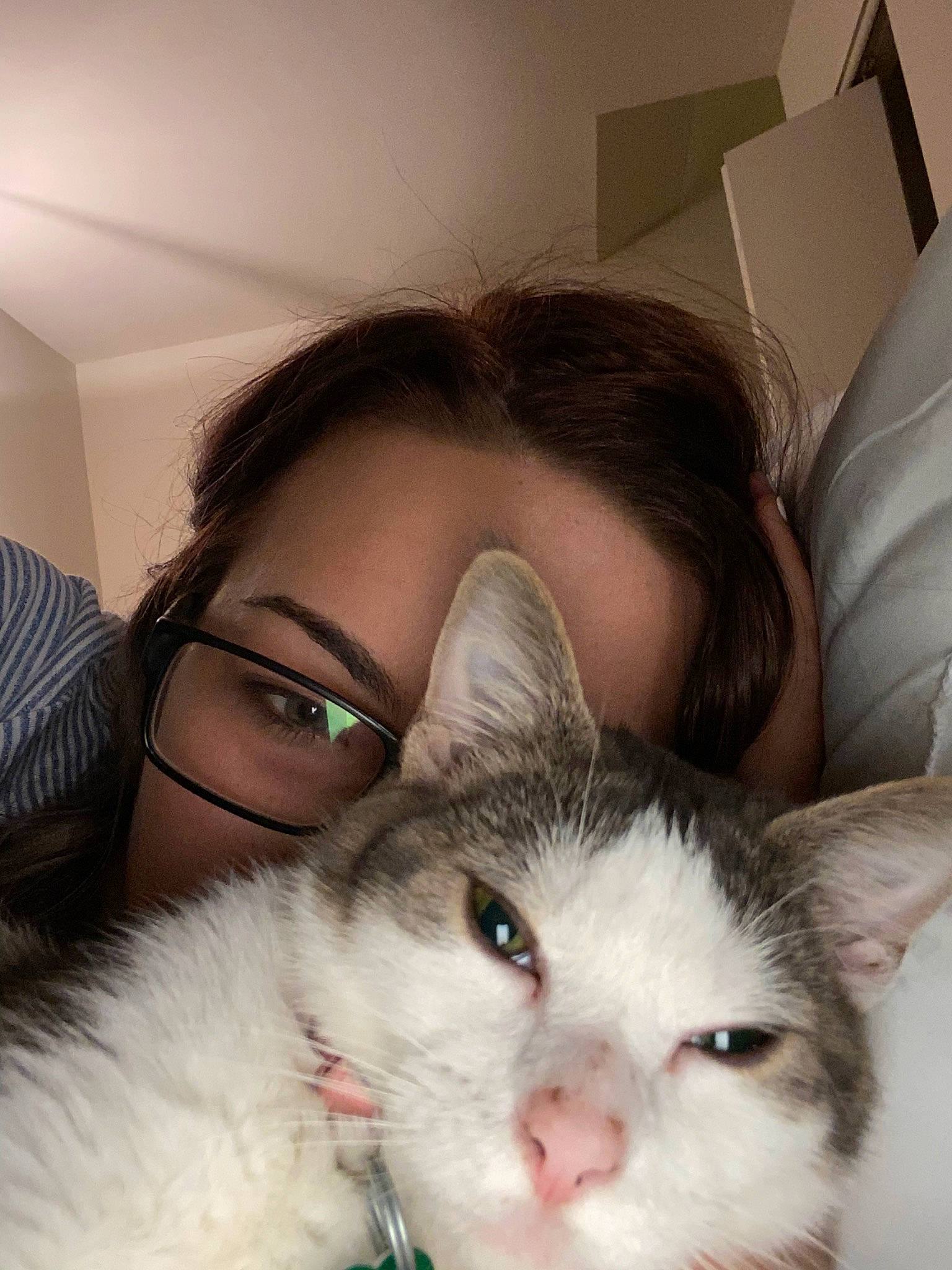 Karen joined the competition — help win amazing prizes! carnivore, cat, domestic_short_haired_cat, ear, eye, eyebrow, face, felidae, fur, head, iris, kitten, mammal, nose, ragdoll, skin, small_to_medium_sized_cats, textile, turkish_van, whiskers