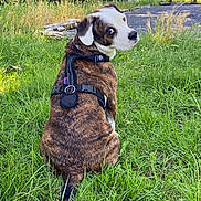 Narco a rejoint le concours — aidez-le/la à gagner de superbes lots ! dog, brindle, white_face, harness, grass, outdoor, greenery, pet, canine, sitting, looking_back, nature, daylight, fur, tail, yard, vehicle, driveway, leisure, companion