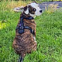 dog, brindle, white_face, harness, grass, outdoor, greenery, pet, canine, sitting, looking_back, nature, daylight, fur, tail, yard, vehicle, driveway, leisure, companion