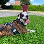 Narco a rejoint le concours — aidez-le/la à gagner de superbes lots ! dog, grass, outdoor, happy, tongue_out, harness, greenery, potted_plant, blurred_background, house, blue_sky, sunny, pet, canine, lying_down, nature, summer, animal, smiling, closeup