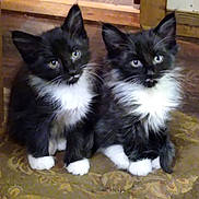 Debbie Cull joined the competition — help win amazing prizes! animal, black_and_white, carpet, cat, cute, domestic_animal, ears, eyes, feline, floor, fluffy, indoor, kitten, looking_at_camera, pets, sitting, tuxedo_cat, two_animals, whiskers, young