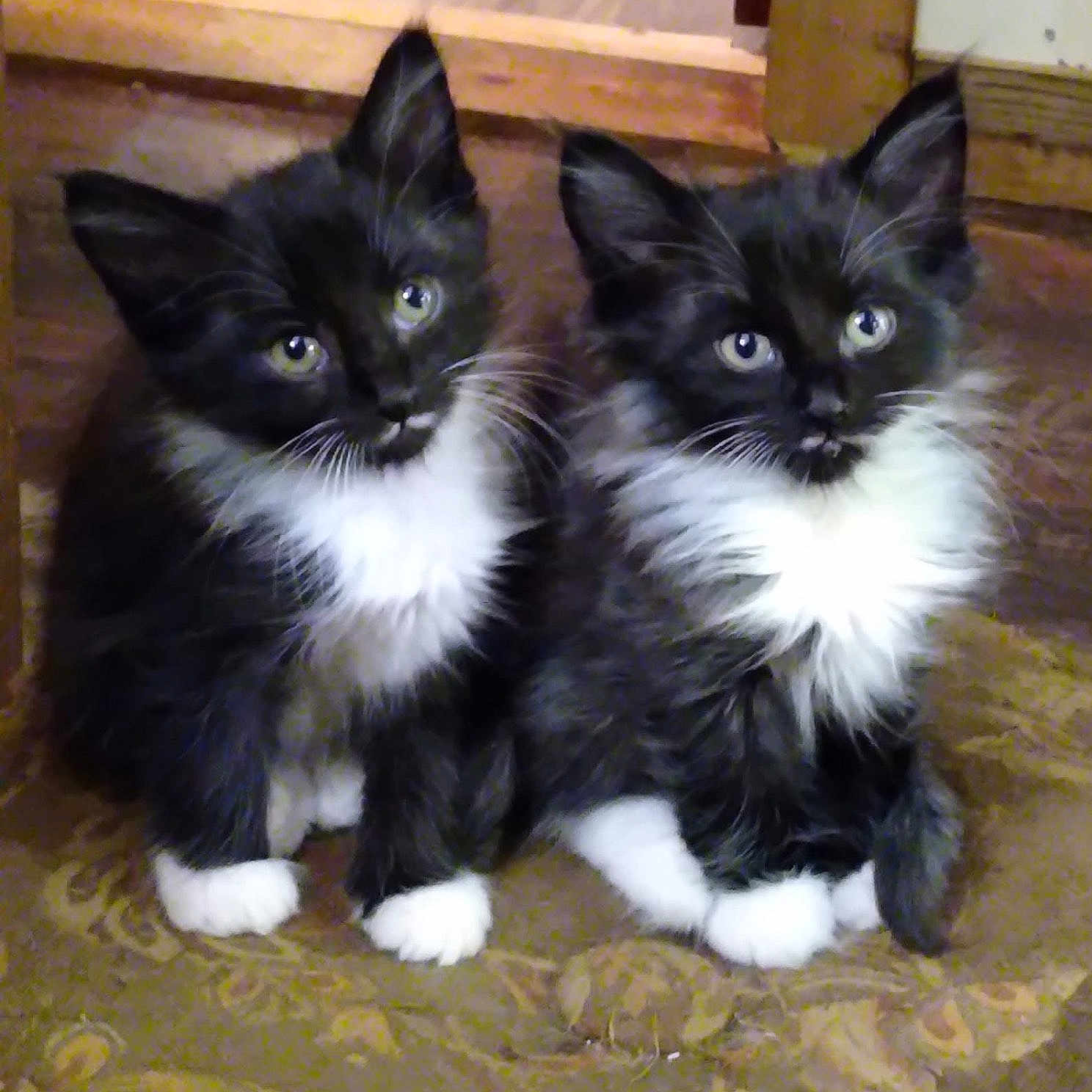 Debbie Cull joined the competition — help win amazing prizes! animal, black_and_white, carpet, cat, cute, domestic_animal, ears, eyes, feline, floor, fluffy, indoor, kitten, looking_at_camera, pets, sitting, tuxedo_cat, two_animals, whiskers, young