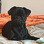 dog, pug, black_dog, pet, bed, blanket, orange_blanket, bedding, toy, indoor, portrait, looking_at_camera, sitting, short_muzzle, wrinkled_face, ears, cute, domestic_animal, companion, canine